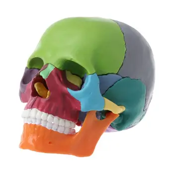 15 шт./компл. Анатомическая модель черепа в разобранном виде, съемный медицинский набор для обучения