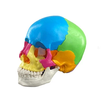 Анатомическая Модель черепа человека в разобранном виде Анатомическая модель человеческих органов